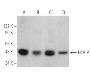 HLA-A Antibody (C-6) - Western Blotting - Image 361072