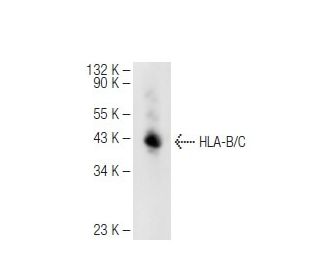 HLA-B/C Antibody (A-4) - Western Blotting - Image 82660