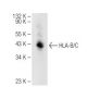 HLA-B/C Antibody (A-4) - Western Blotting - Image 82660