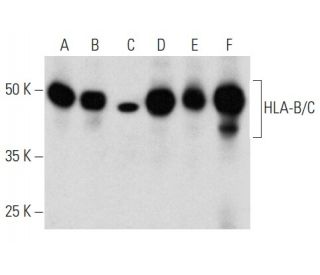 HLA-B/C Antibody (A-3) - Western Blotting - Image 354330