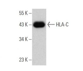 HLA-C Antibody (C-8) - Western Blotting - Image 362364
