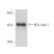 HLA class I Antibody (YTH862.2) - Western Blotting - Image 19283 