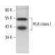 HLA class I Antibody (YTH862.2) - Western Blotting - Image 379506
