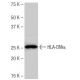 HLA-DMα Antibody (NB-B33) - Western Blotting - Image 64960 