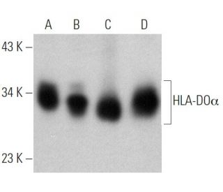 HLA-DO&alpha; Antibody (C-11) - Western Blotting - Image 360615 