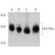 HLA-DOα Antibody (C-11) - Western Blotting - Image 360615 