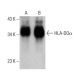 HLA-DOα Antibody (C-11) - Western Blotting - Image 387947 