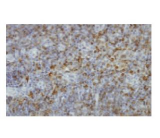 HLA-DP &beta;1 Antibody (7-RE35) - Immunohistochemistry - Image 64961 
