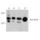 HLA-DP β1 Antibody (7-RE35) - Western Blotting - Image 366643