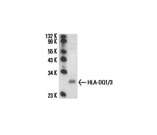 HLA-DQ1/3 Antibody (HL-37) - Western Blotting - Image 14033 