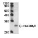 HLA-DQ1/3 Antibody (HL-37) - Western Blotting - Image 14033 