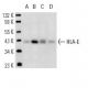 HLA-E Antibody (MEM-E/02) - Western Blotting - Image 12818 