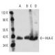 HLA-E Antibody (MEM-E/02) - Western Blotting - Image 12836
