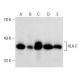 HLA-E Antibody (MEM-E/02) - Western Blotting - Image 149069 