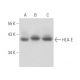 HLA-E Antibody (MEM-E/06) - Western Blotting - Image 16137 