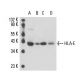 HLA-E Antibody (MEM-E/08) - Western Blotting - Image 16136 