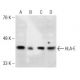 HLA-E Antibody (MEM-E/08) - Western Blotting - Image 149070