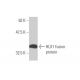 HLX1 Antibody (1B9) - Western Blotting - Image 348514
