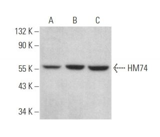 HM74 Antibody (A-11) - Western Blotting - Image 375095 