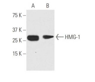 HMG-1/HMGB1 Antibody (J2E1) - Western Blotting - Image 62770