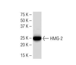 HMG-2 Antibody (68.32) - Western Blotting - Image 34434 