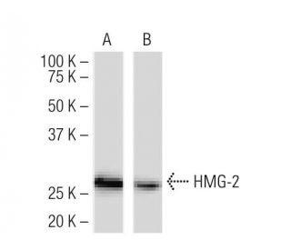 HMG-2 Antibody (68.32) - Western Blotting - Image 34435