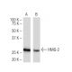 HMG-2 Antibody (68.32) - Western Blotting - Image 34435