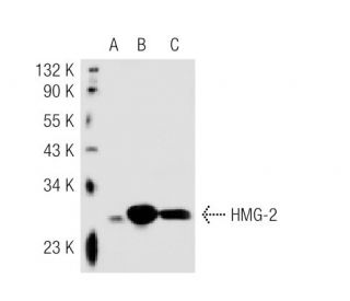 HMG-2 Antibody (68.32) - Western Blotting - Image 40589 