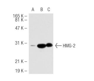 HMG-2 Antibody (68.32) - Western Blotting - Image 40595 