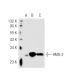 HMG-2 Antibody (68.32) - Western Blotting - Image 40589 