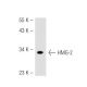 HMG-2 Antibody (68.32) - Western Blotting - Image 43062 