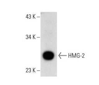HMG-2/HMGB2 Antibody (D-3) - Western Blotting - Image 135766