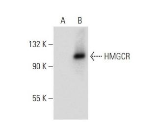 HMGCR Antibody (C-1) - Western Blotting - Image 134766Each CRISPR/Cas9 Knockout (KO) Plasmid product consists of a pool of 3 plasmids designed to ensure identification and cleavage of a specific gene for maximum knockout efficiency. Each plasmid encodes a unique 20 nt sequence derived from the GeCKO (v2) library. 