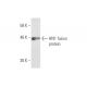 HN1 Antibody (3G6) - Western Blotting - Image 349579