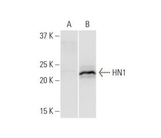 HN1 Antibody (3G6) - Western Blotting - Image 352191 