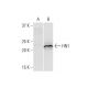 HN1 Antibody (3G6) - Western Blotting - Image 352191 