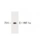 HNF-1α Antibody (2) - Western Blotting - Image 60188