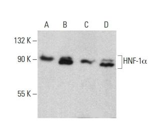 HNF-1&alpha; Antibody (2) - Western Blotting - Image 385705 
