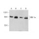HNF-1α Antibody (2) - Western Blotting - Image 385705 