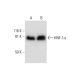 HNF-1α Antibody (B-3) - Western Blotting - Image 297056 