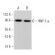 HNF-1α Antibody (B-3) - Western Blotting - Image 378699