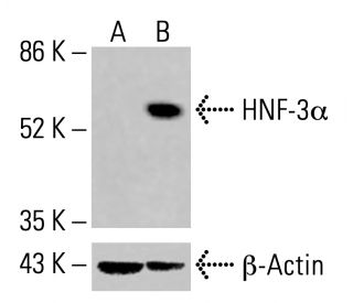 HNF-3α Antibody (A-3) - Western Blotting - Image 415703