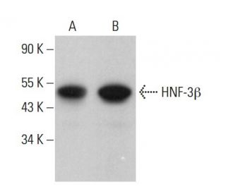 HNF-3β Antibody (H-8) - Western Blotting - Image 380183