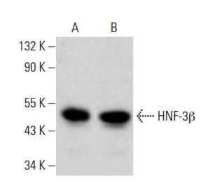 HNF-3β Antibody (A-12) - Western Blotting - Image 380538