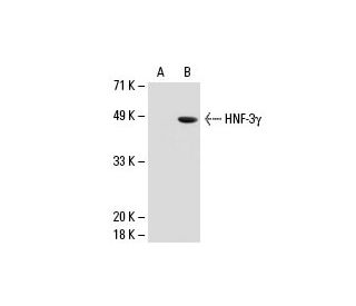 HNF-3γ Antibody (A-2) - Western Blotting - Image 20883
