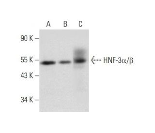 HNF-3&alpha;/&beta; Antibody (E-4) - Western Blotting - Image 326533 