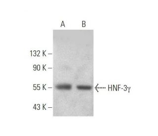 HNF-3&gamma; Antibody (D-4) - Western Blotting - Image 353394 
