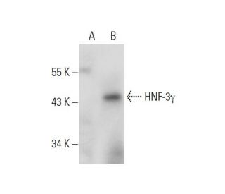 HNF-3&gamma; Antibody (G-2) - Western Blotting - Image 131326 