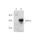 HNF-3γ Antibody (G-2) - Western Blotting - Image 131324