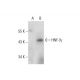 HNF-3γ Antibody (G-2) - Western Blotting - Image 131326 